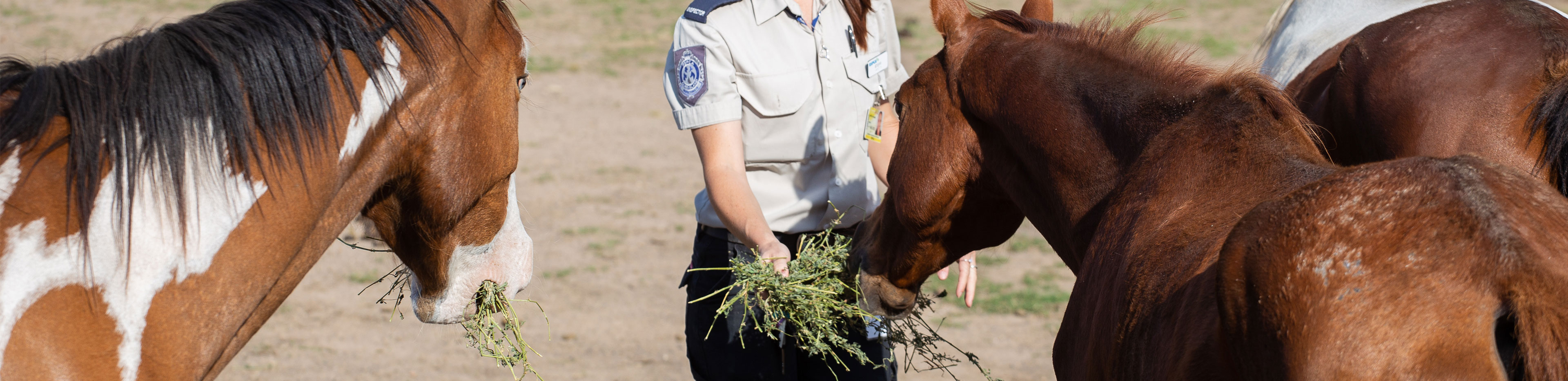 rspca caring for horses